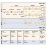 Biology Chapter 17 - Meiosis and Sexual Reproduction